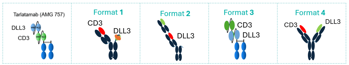 Model Comparison for DLL3×CD3 Bi-specific Antibody (BsAb) Screening_1