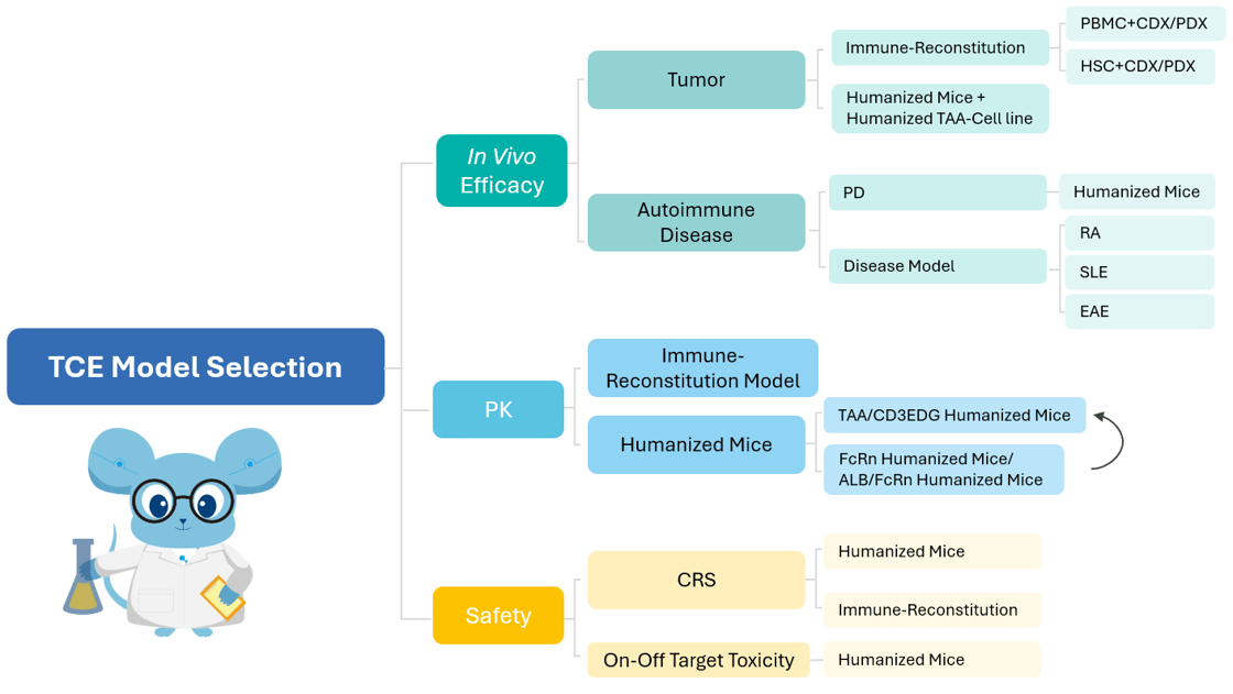  At Biocytogen, we offer a comprehensive portfolio of preclinical models to support TCE evaluation