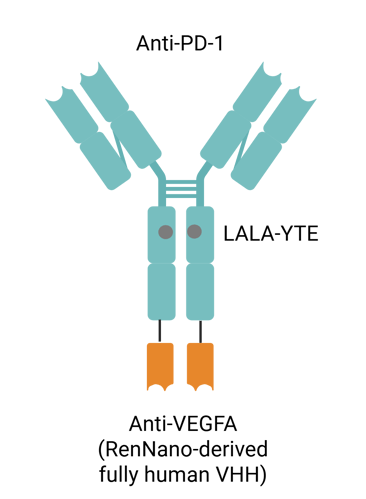 Biocytogen's BCG036 (PD-1 × VEGFA Bispecific Antibody)