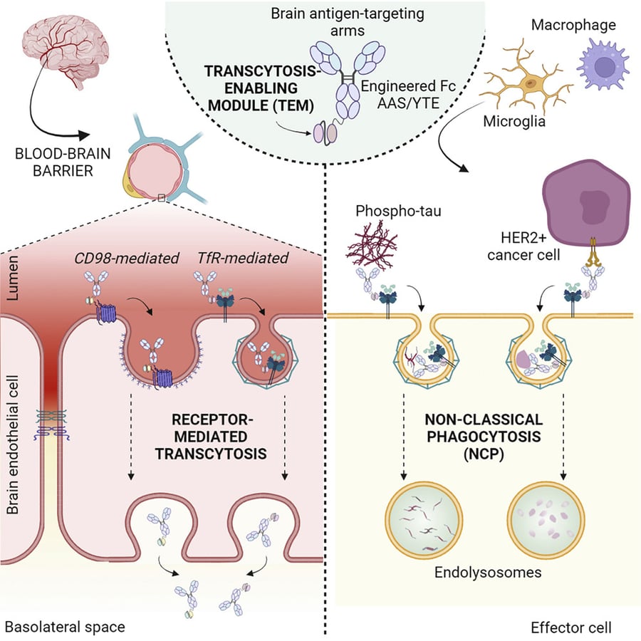 TfR1 and CD98HC in Receptor-Mediated Brain Delivery Systems