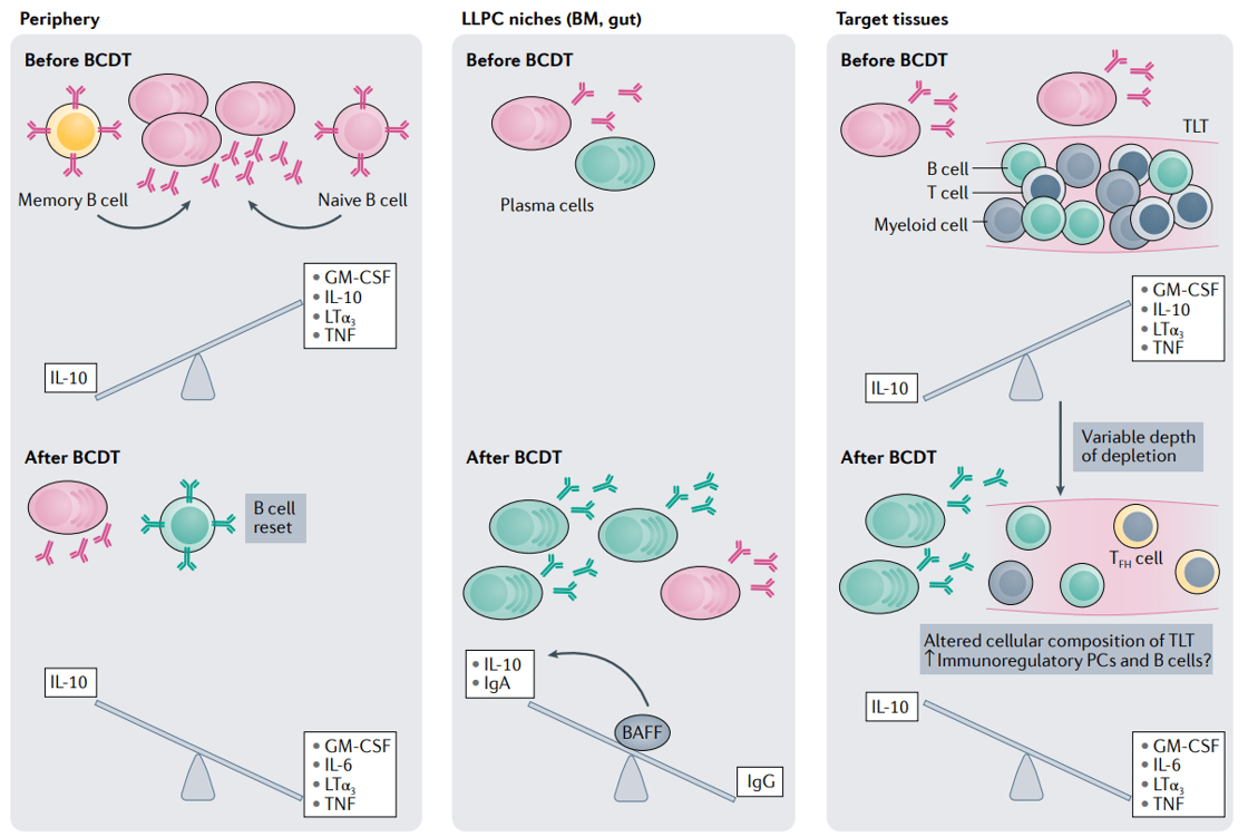 Effects of B cell depletion therapy on B cell populations