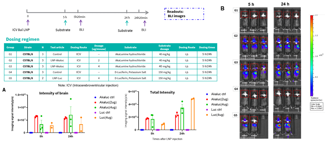 Mapping Drug Biodistribution: Tracing the Journey to Target Tissues