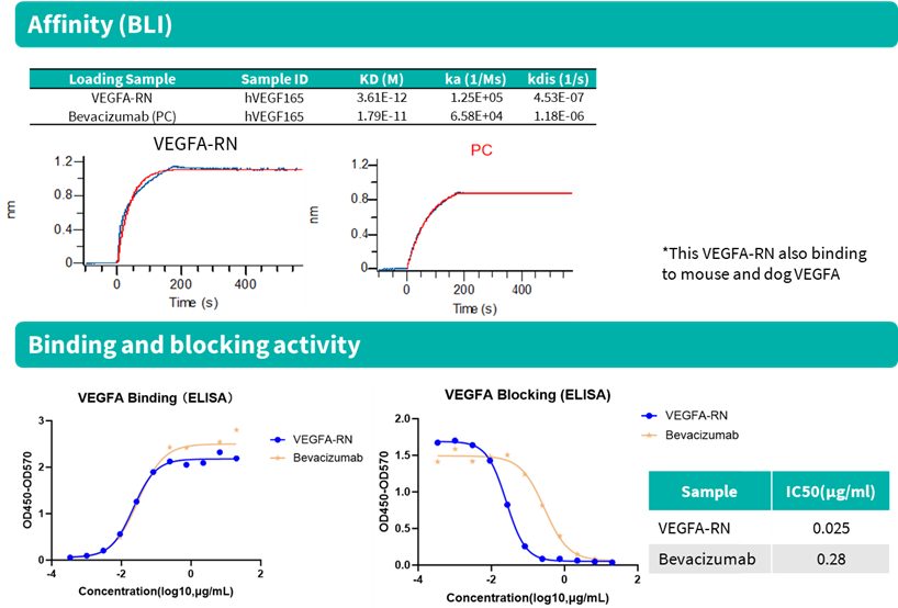 ▷ RenNano® Anti-VEGFA Hu-VHH Outperforms Bevacizumab Analog