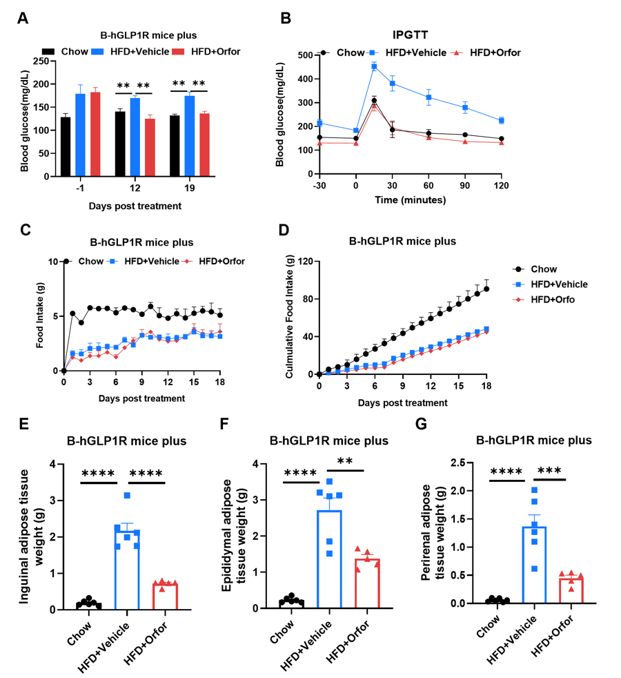 glp-1 news 2025 october 9 GLP-1 Orals and Multi-Agonists: Advancing Next-Gen Weight Loss Therapies  with Humanized Models